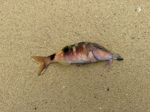 オジサンの釣果