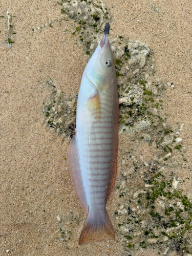沖縄本島