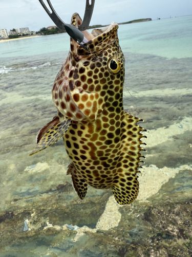 イシミーバイの釣果