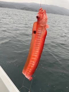 アカタチの釣果