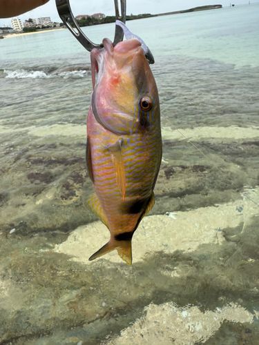 オジサンの釣果