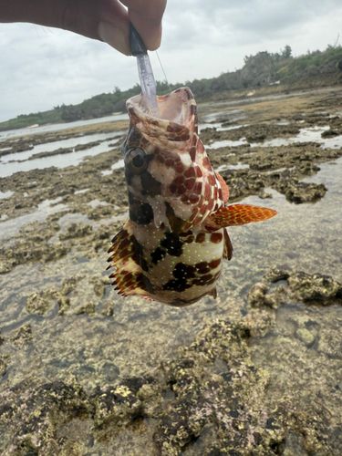 イシガキハタの釣果