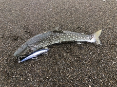 アメマスの釣果