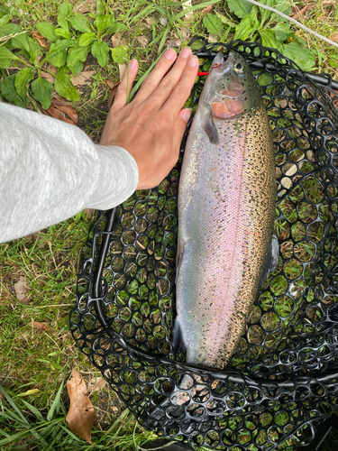 ニジマスの釣果