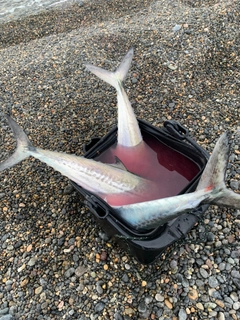 サゴシの釣果