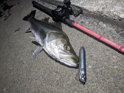シーバスの釣果