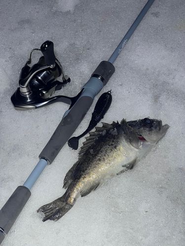 クロソイの釣果