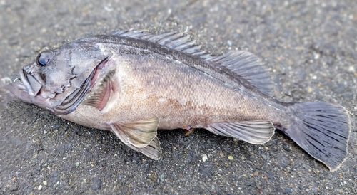 クロソイの釣果