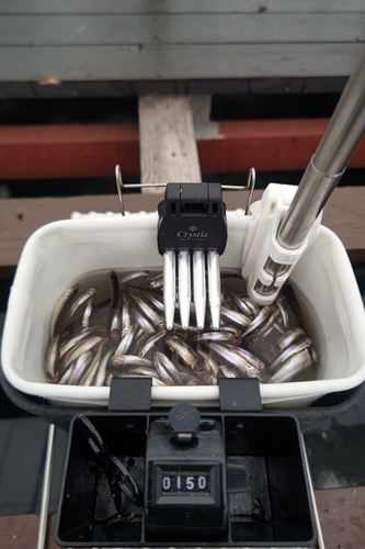 ワカサギの釣果
