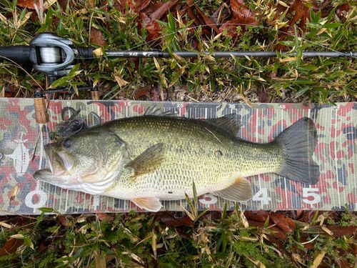 ブラックバスの釣果
