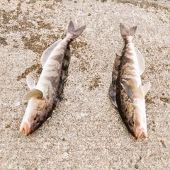 ホッケの釣果