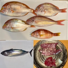 アンコウの釣果