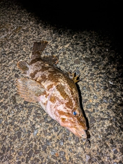 タケノコメバルの釣果