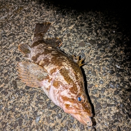 タケノコメバル