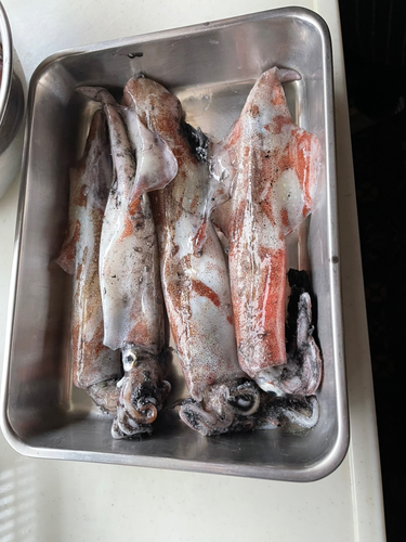ヤリイカの釣果