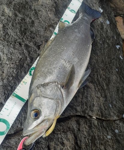 ヒラスズキの釣果