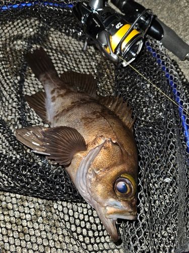 エゾメバルの釣果