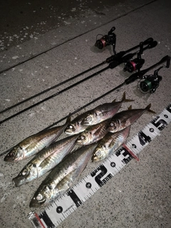 アジの釣果
