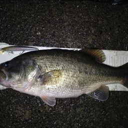 ラージマウスバス