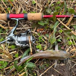 アメリカンキャットフィッシュ