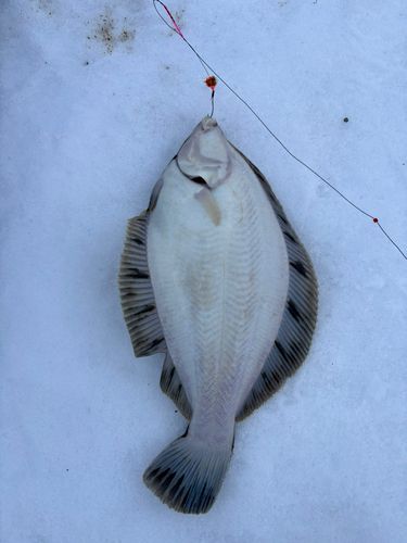 クロガシラガレイの釣果