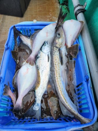 サクラマスの釣果