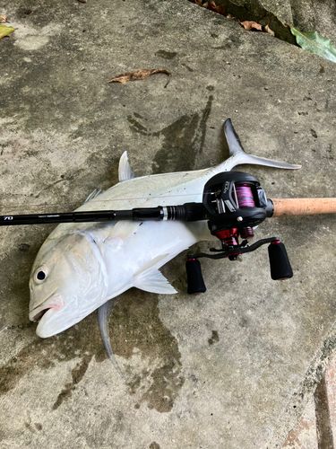 釣果