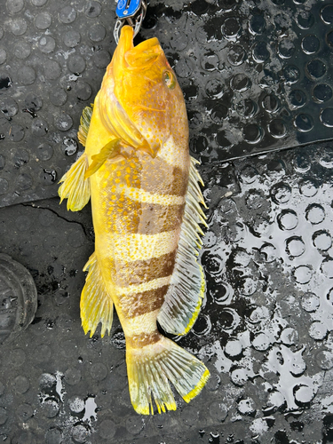 田辺湾で釣れたハタの釣り・釣果情報 - アングラーズ | 釣果600