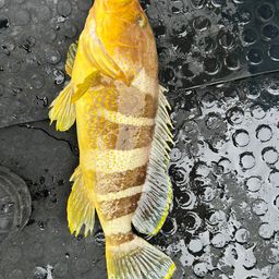 アオハタ