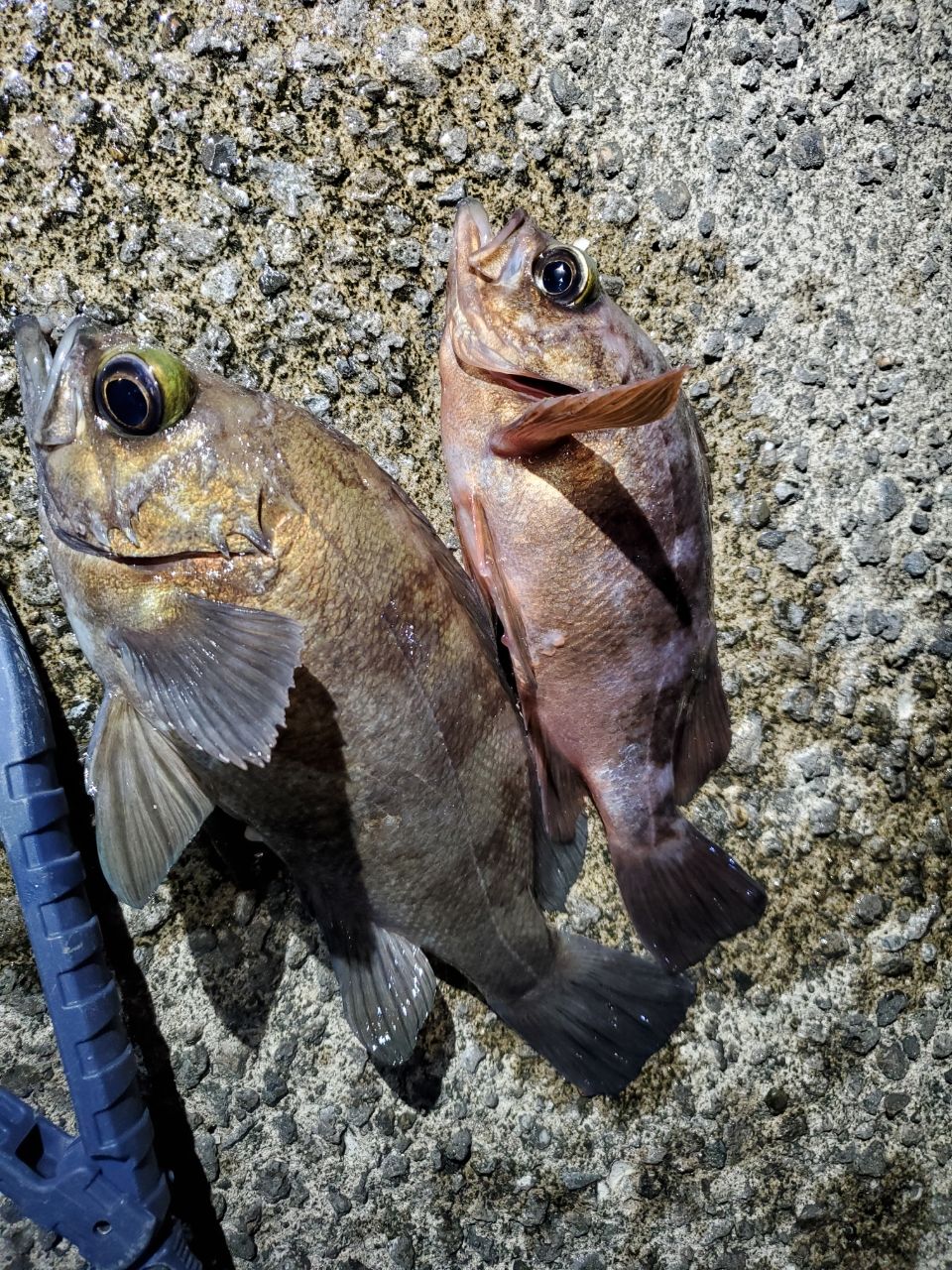 しましま.さんの釣果 2枚目の画像