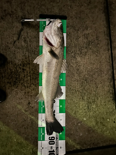 シーバスの釣果
