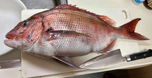 マダイの釣果
