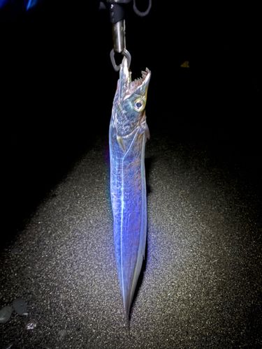 タチウオの釣果