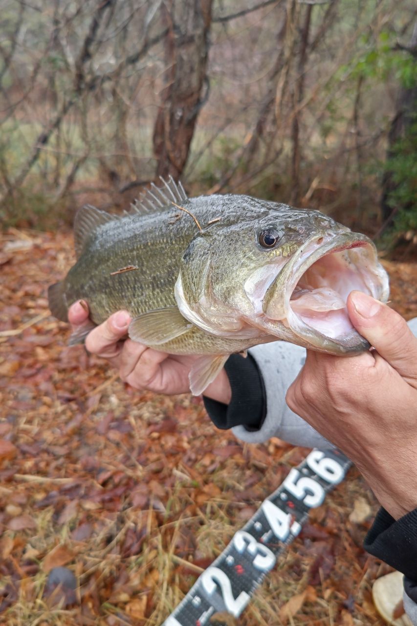 ブラックバスの釣果写真