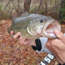 ブラックバスの釣果写真