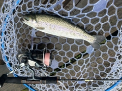 ニジマスの釣果