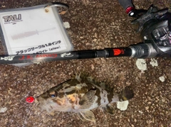 タケノコメバルの釣果