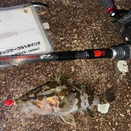 タケノコメバル