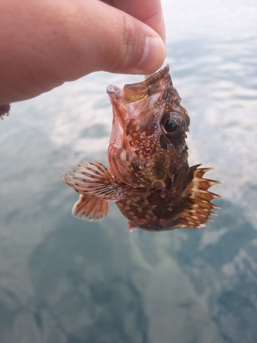 田辺湾