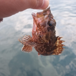 ガシラ