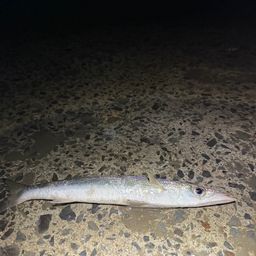 カマス