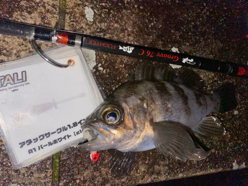 メバルの釣果