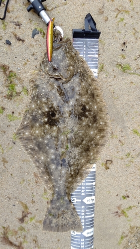 ヒラメの釣果