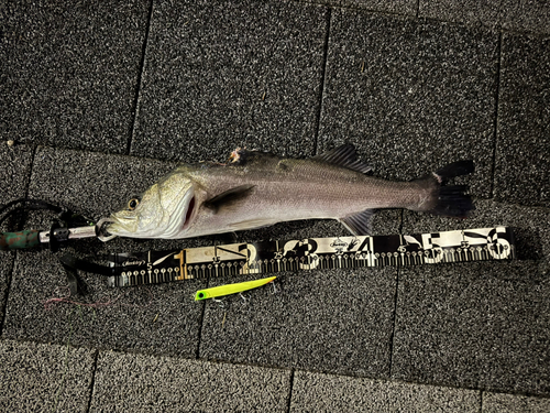 シーバスの釣果
