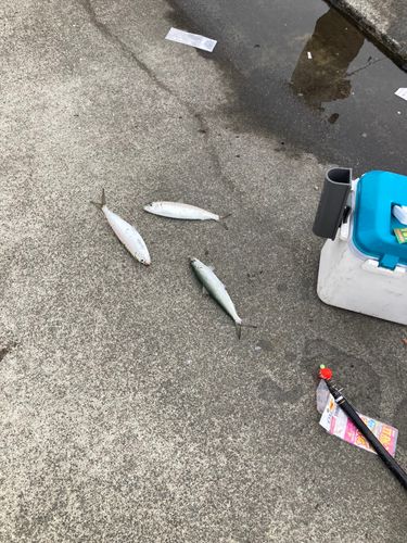 カタボシイワシの釣果