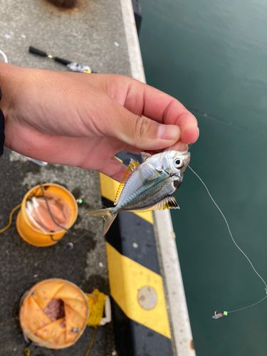 ヒイラギの釣果