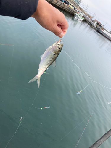 コハダの釣果