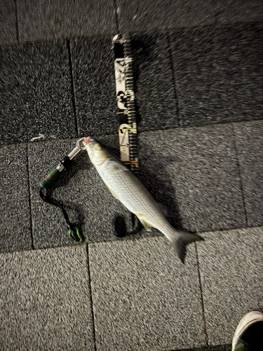 ボラの釣果