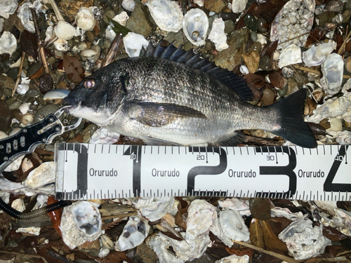 クロダイの釣果