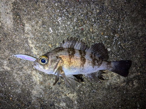 メバルの釣果